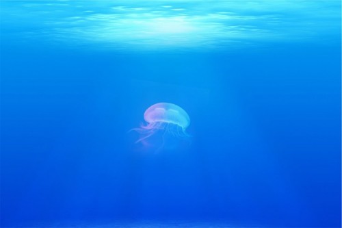jellyfish-698521_960_720