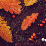 ぷち漢方ライフ ～夏の終わりに秋をいただく、おいしいものでセルフケア！