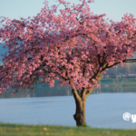 ぷち漢方ライフ ～ 春のおすすめ・ヨガポーズ