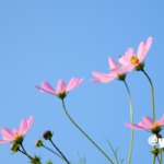 「きちんと見る」ということ